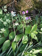 Image of spring pea