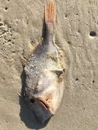 Image of Orange Filefish