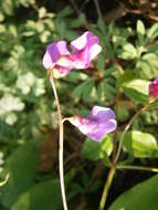 Image of spring pea