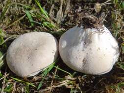 Imagem de Lycoperdon pratense Pers. 1794