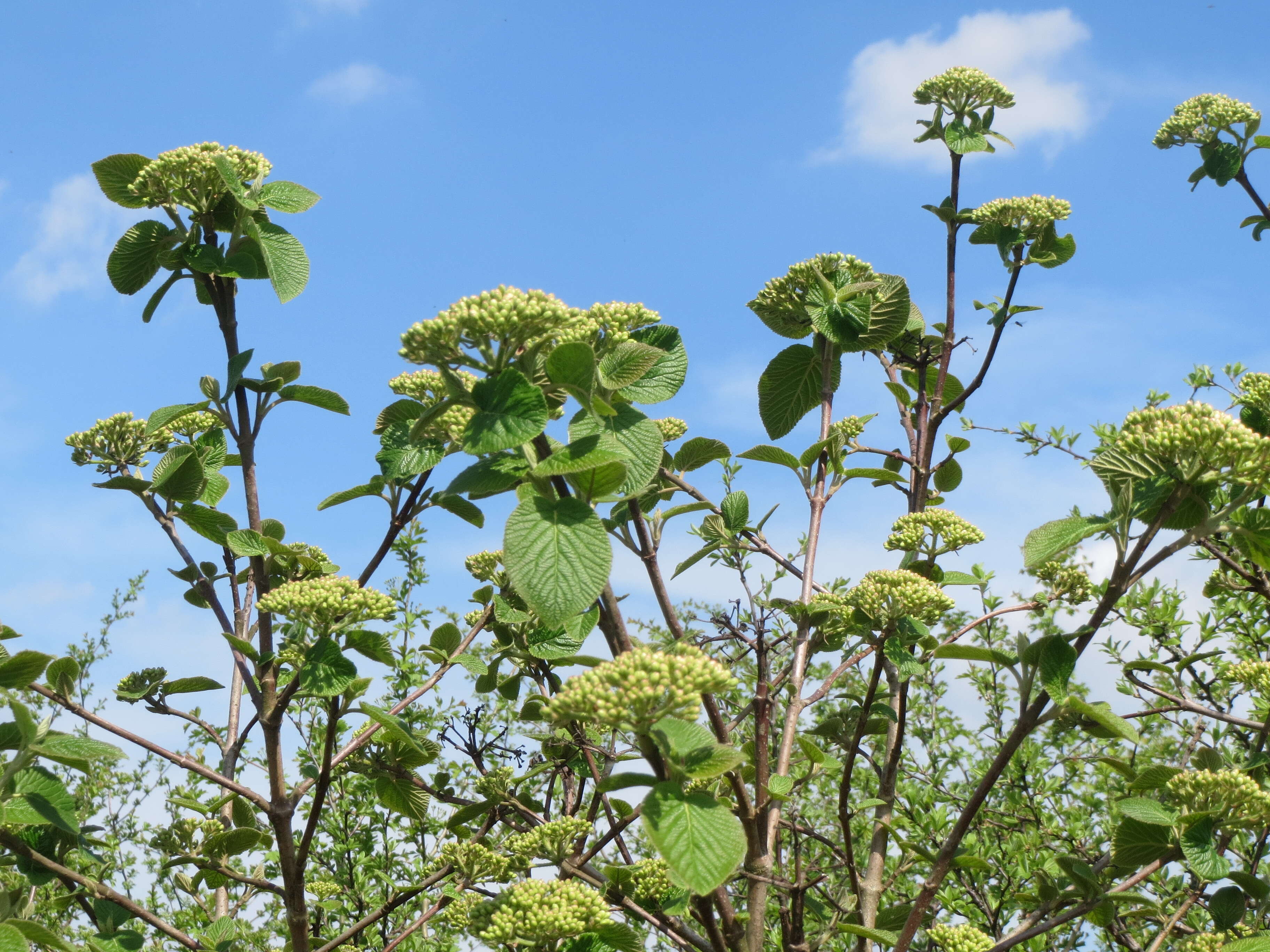 Image of Wayfaring-tree