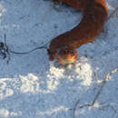 Image of mangrove salt marsh snake