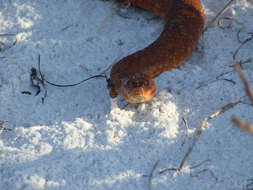 Image of mangrove salt marsh snake