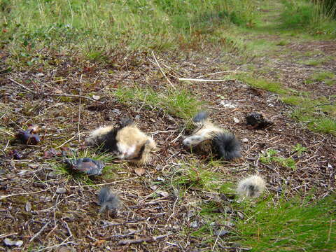 Image of Norway Lemming