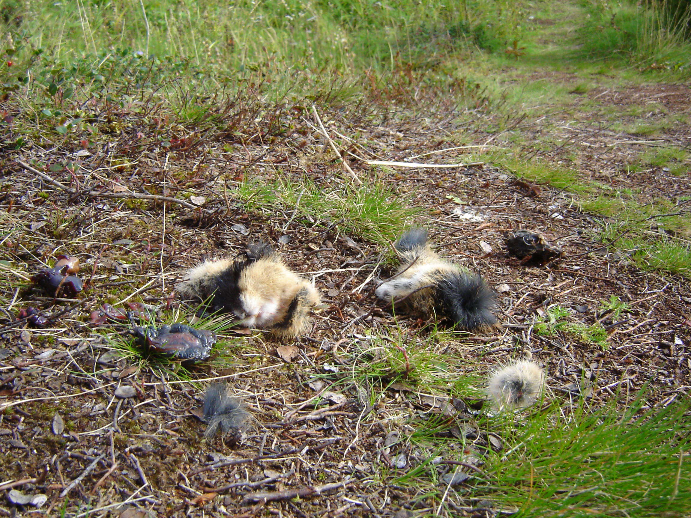 Image of Norway Lemming