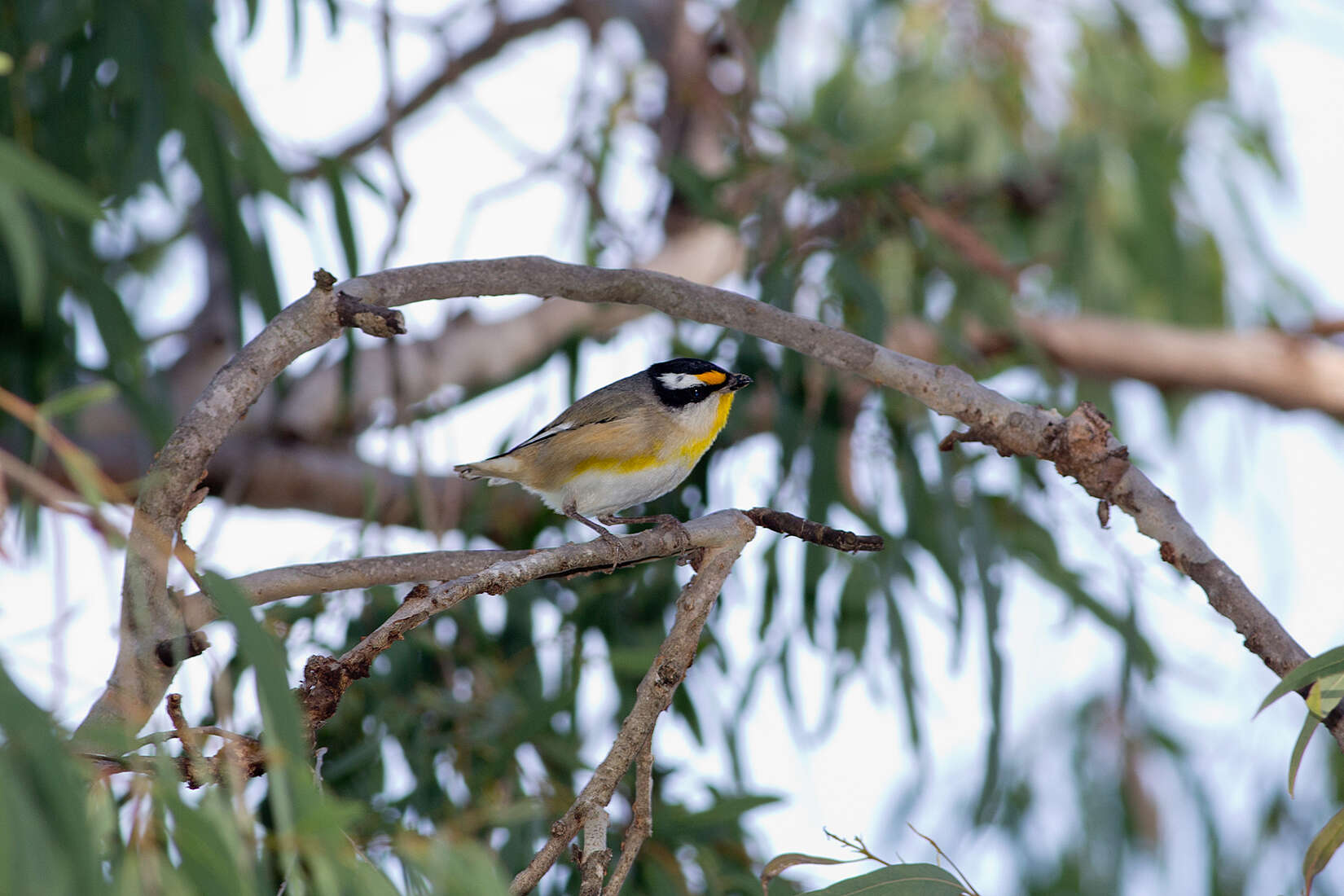 Image of Pardalotus striatus melanocephalus Gould 1838