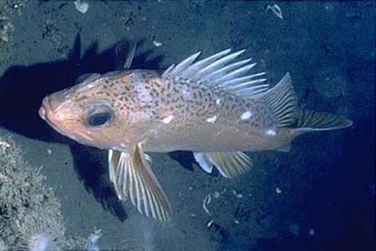 Image of Greenspotted rockfish