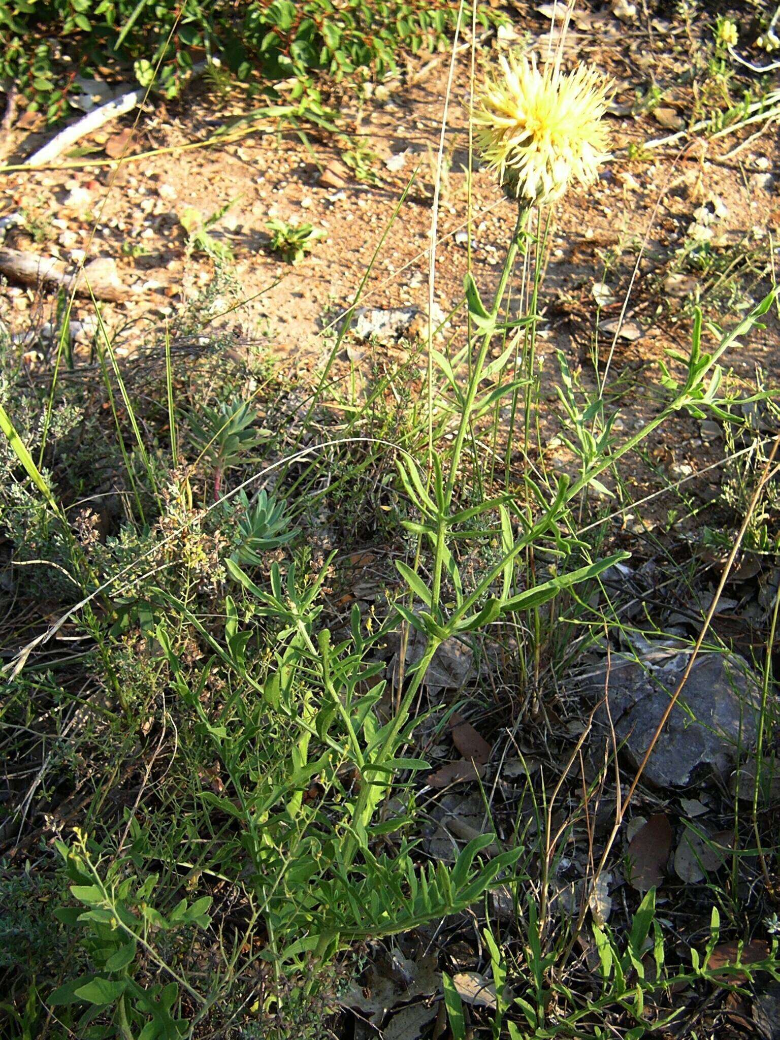 Plancia ëd Centaurea collina L.