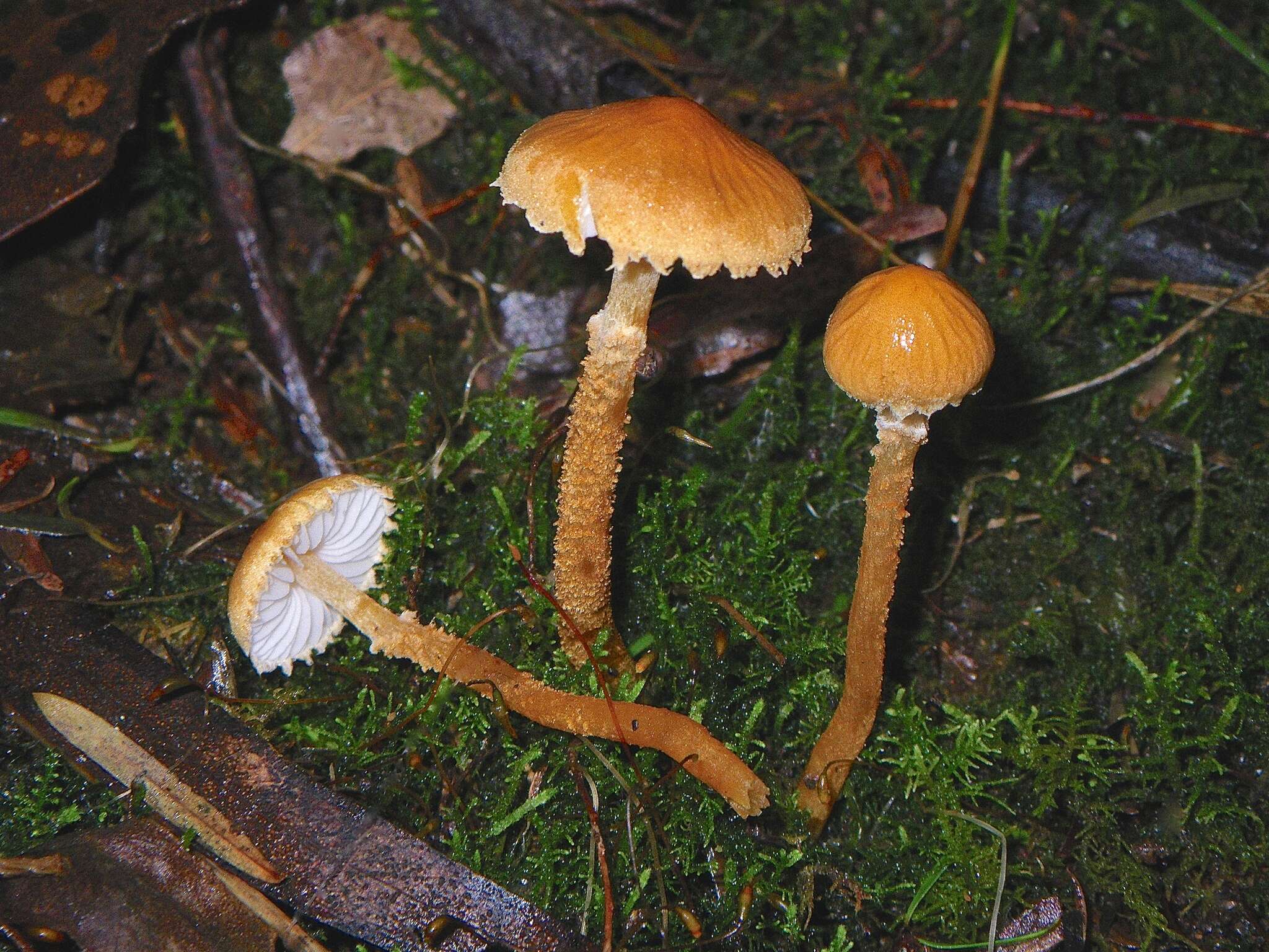 Image de Cystoderma muscicola (Cleland) Grgur. 1997