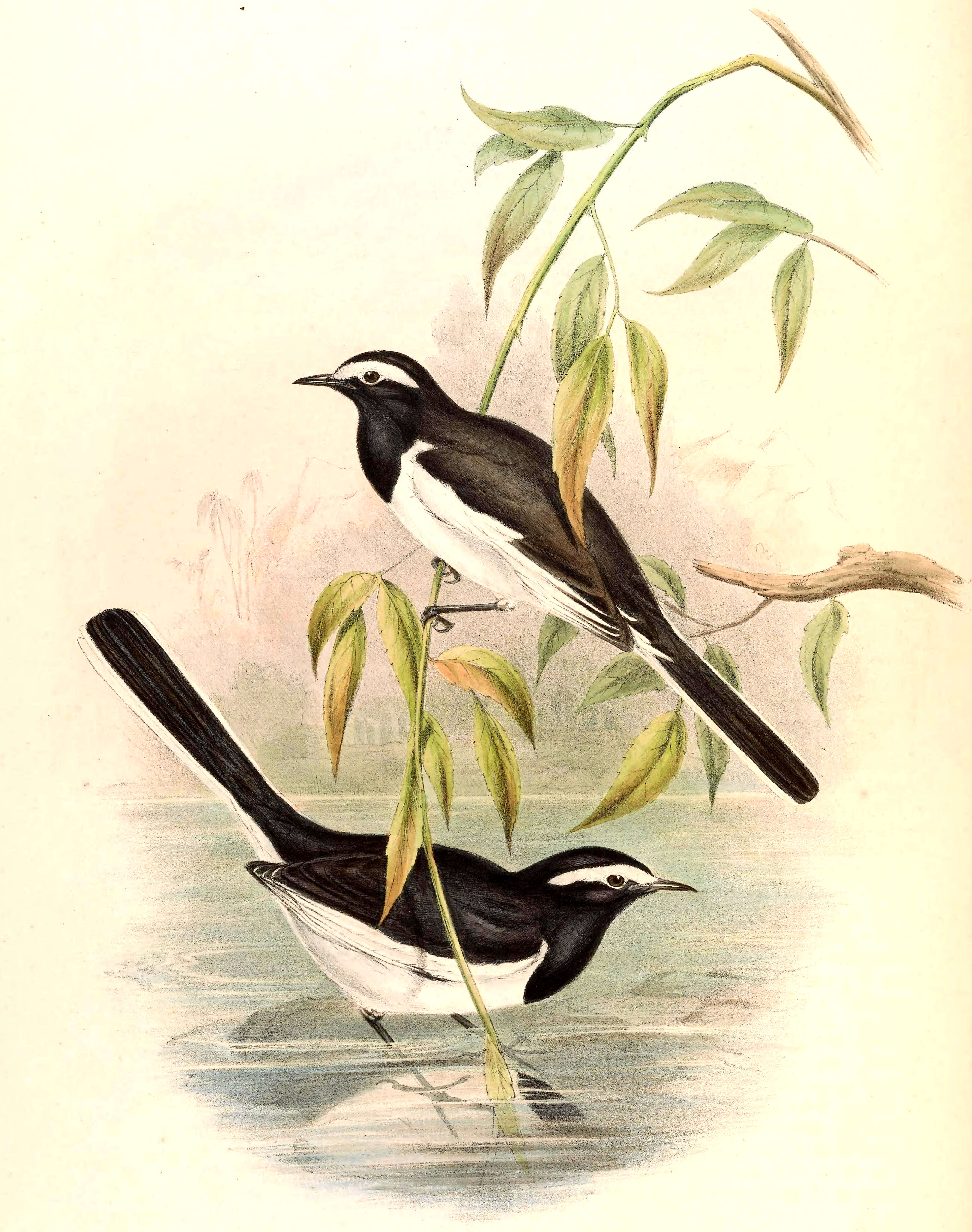 Image of Motacilla Linnaeus 1758