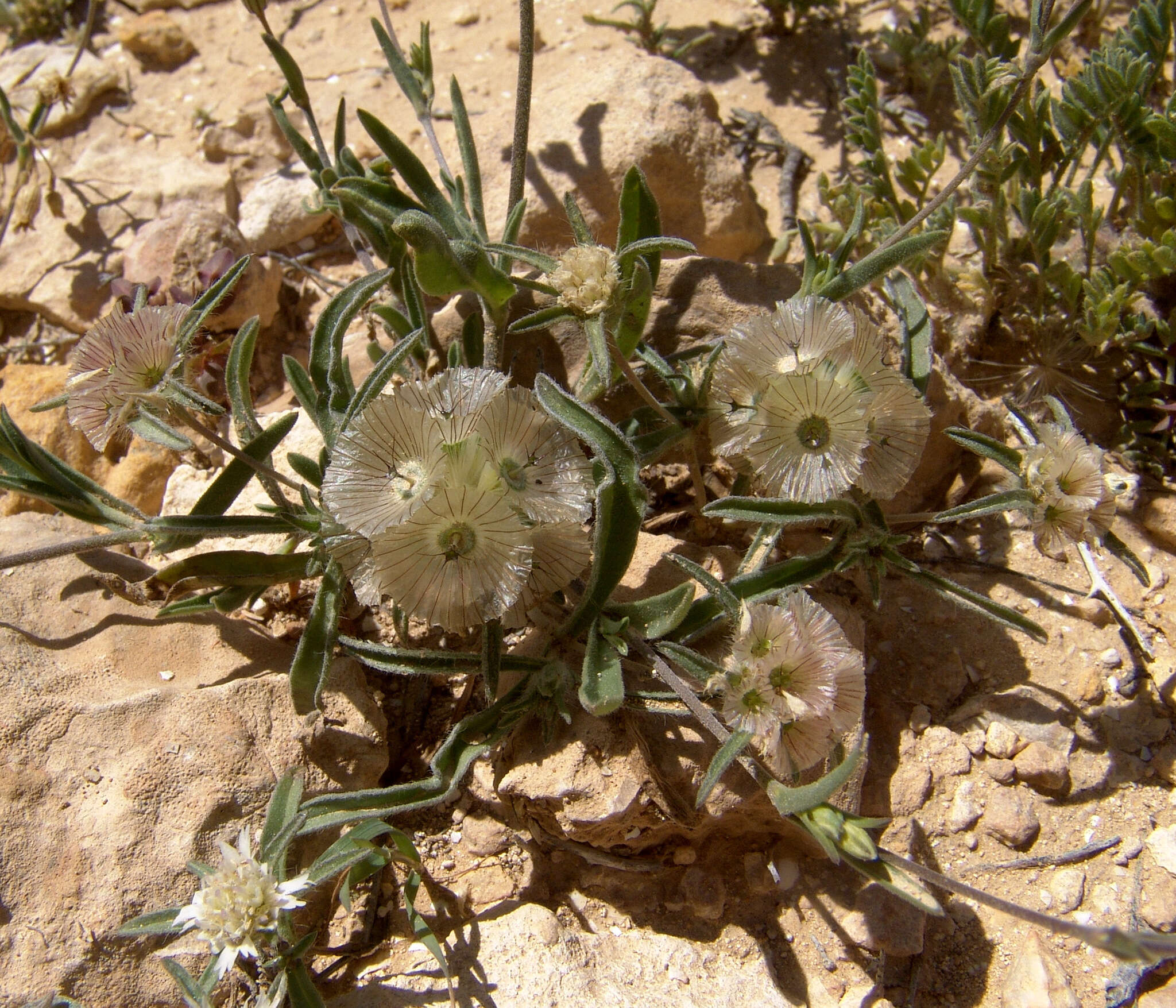 Image of Lomelosia porphyroneura (Blakelock) W. Greuter & Burdet