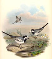 Image of Pied Wagtail and White Wagtail