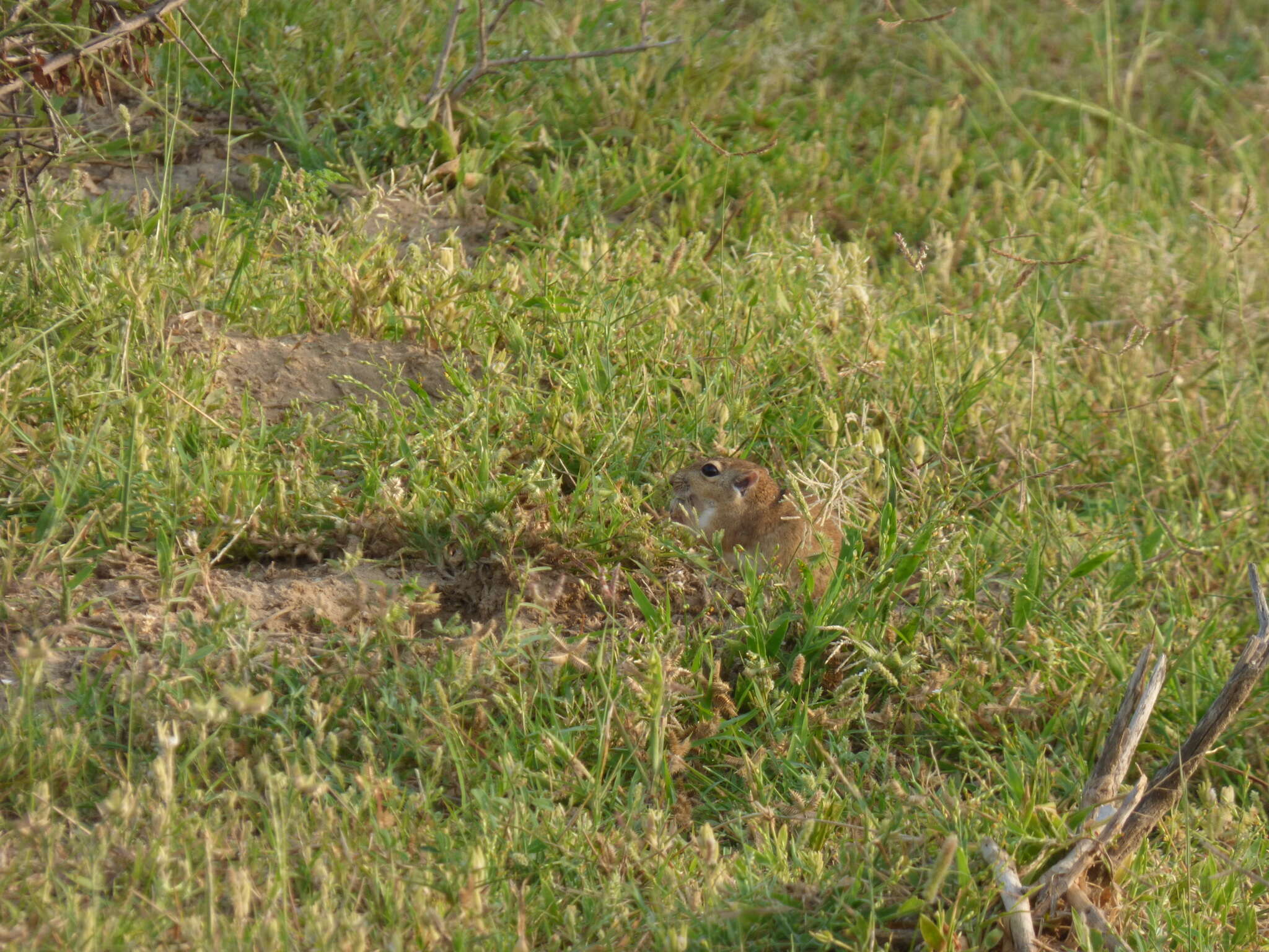 Image of Indian Desert Gerbil