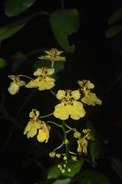 Слика од Rossioglossum ampliatum (Lindl.) M. W. Chase & N. H. Williams