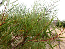 Acacia dodonaeifolia (Pers.) Balb. resmi