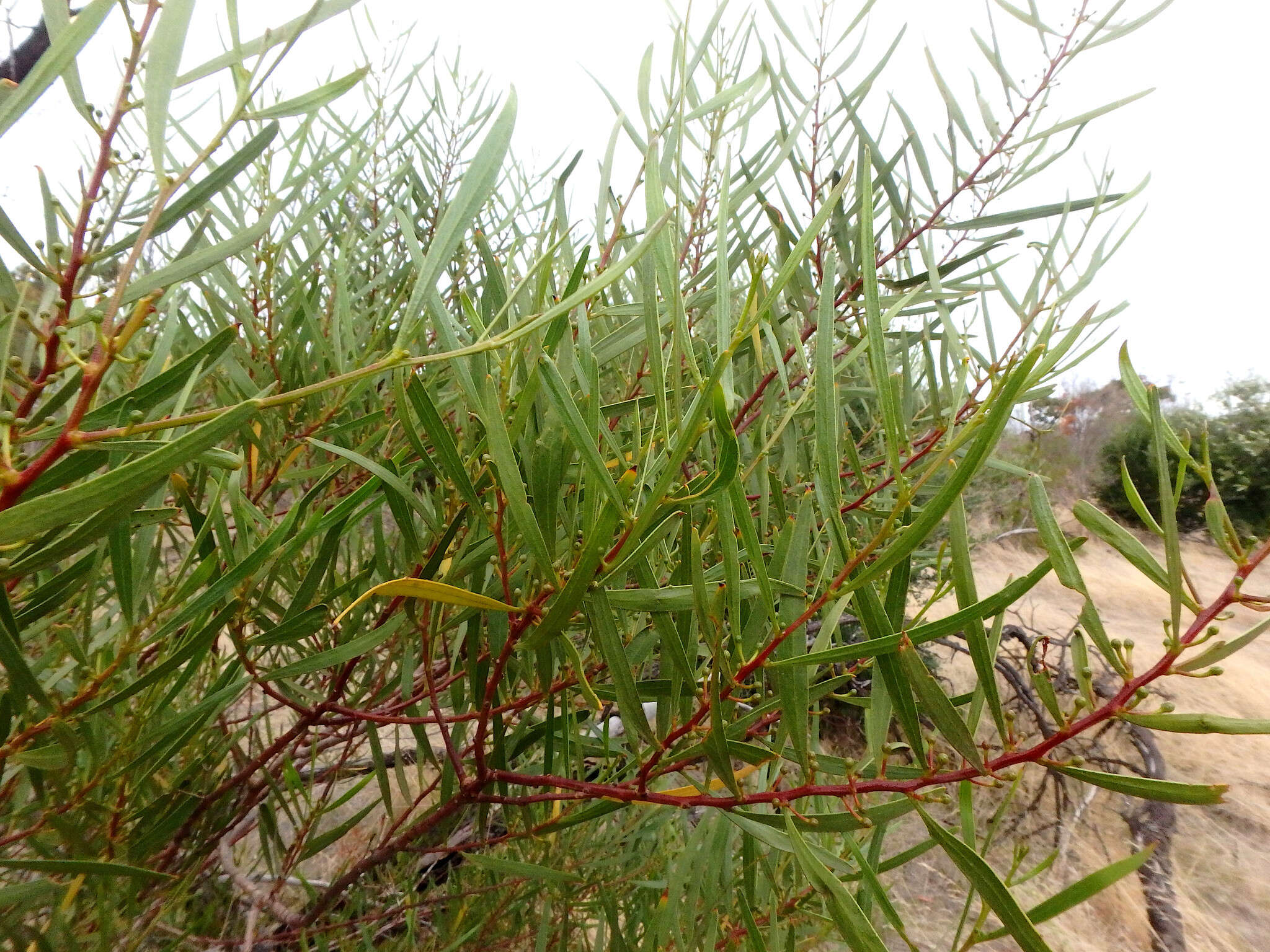 Acacia dodonaeifolia (Pers.) Balb. resmi