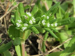 Image of Lewiston cornsalad