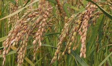 Imagem de Oryza sativa L.