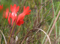 Image of Cyrtanthus staadensis Schönland