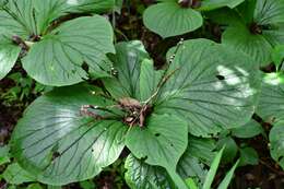 Imagem de Spigelia splendens H. Wendl. ex Hook.