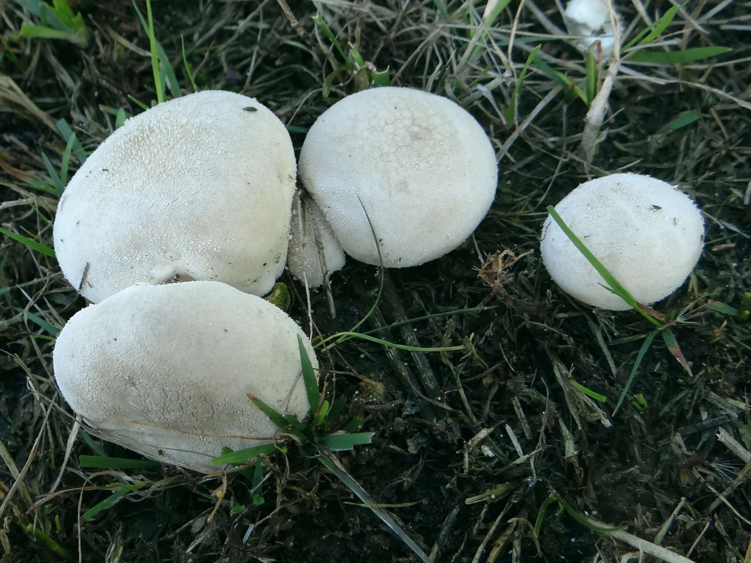 Imagem de Lycoperdon pratense Pers. 1794