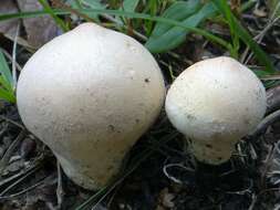 Imagem de Lycoperdon molle Pers. 1801