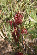 Image of Melaleuca alilateralis Craven & R. D. Edwards