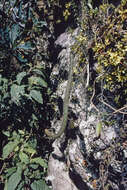Image of Trichocereus serpentinus
