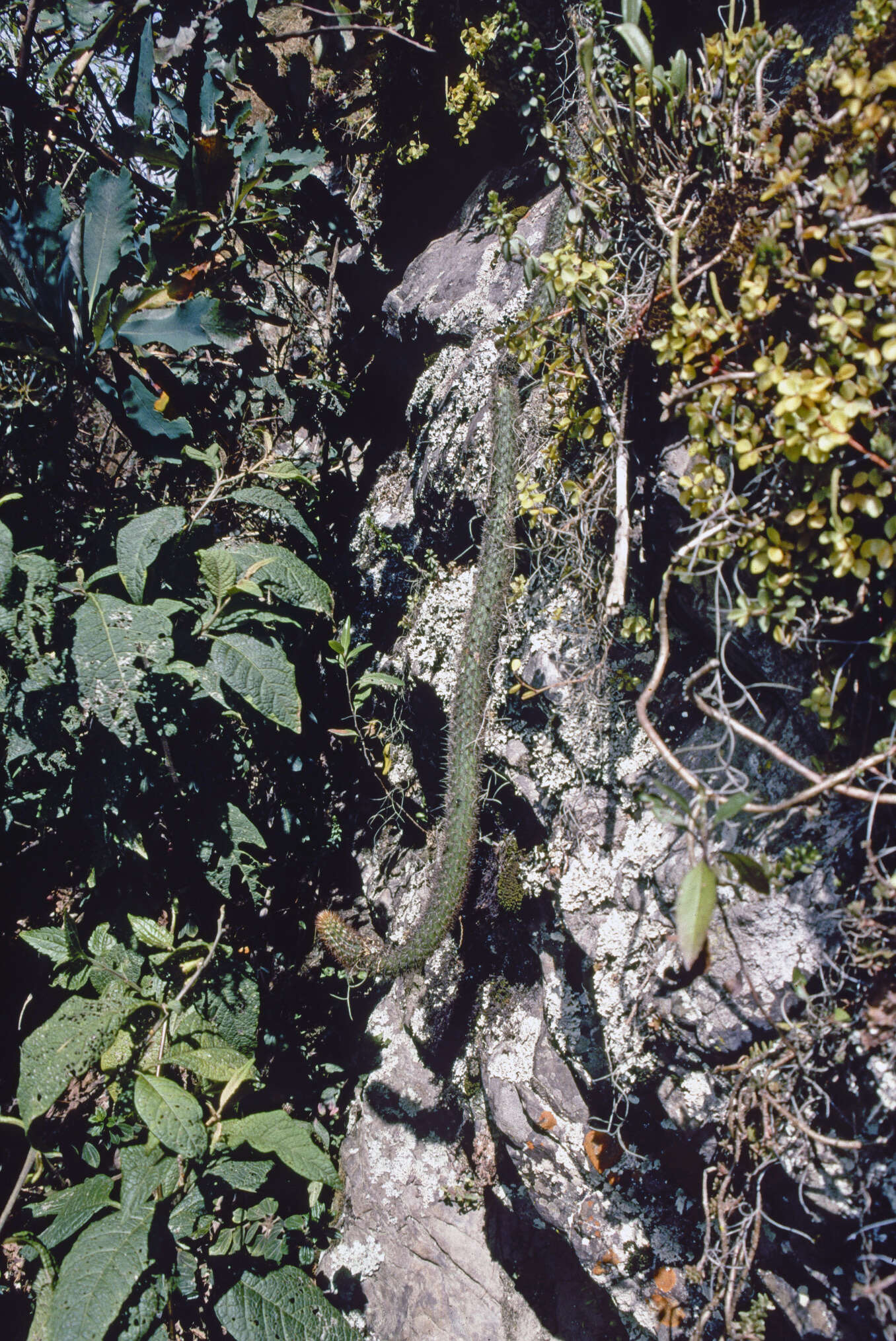 صورة Trichocereus serpentinus