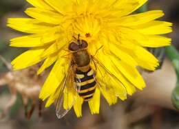 Plancia ëd Syrphus ribesii (Linnaeus 1758)