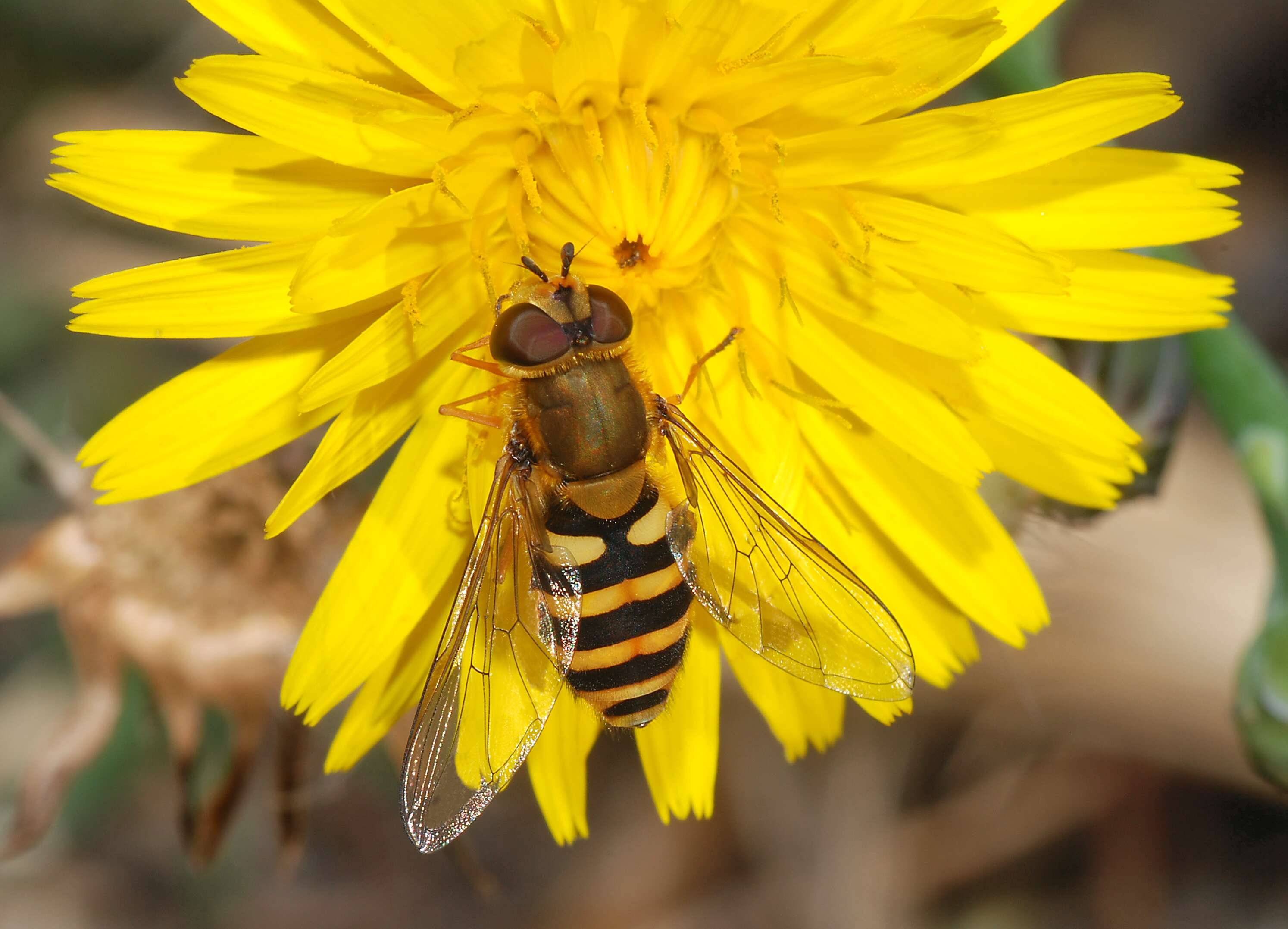 Plancia ëd Syrphus ribesii (Linnaeus 1758)