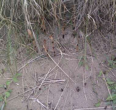 Image of field horsetail