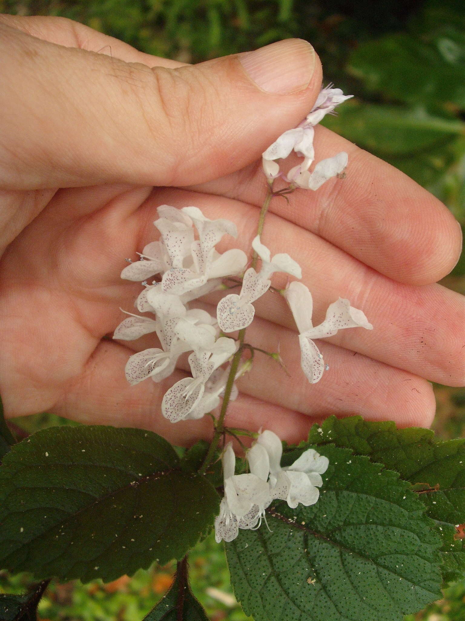 Image of speckled spur flower