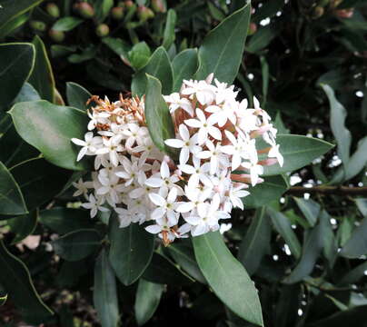 Image of African wintersweet