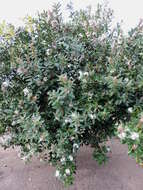 Image of African wintersweet