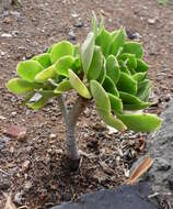 Aeonium balsamiferum Webb & Berth. resmi