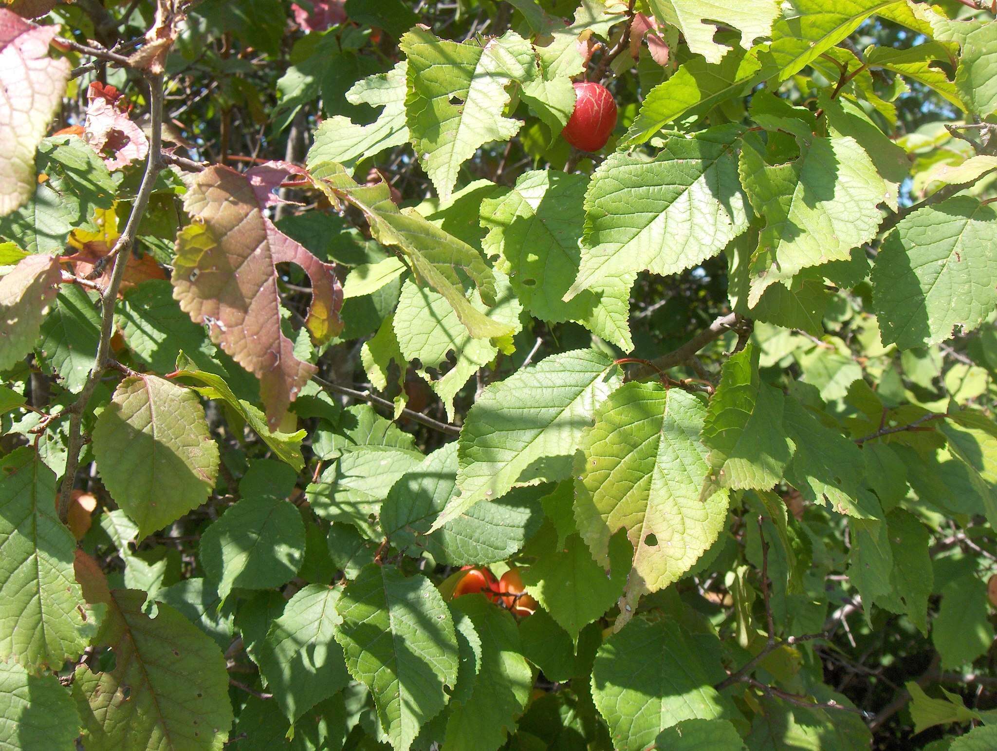 Prunus nigra Ait. resmi