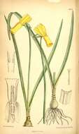 Narcissus cyclamineus DC. resmi