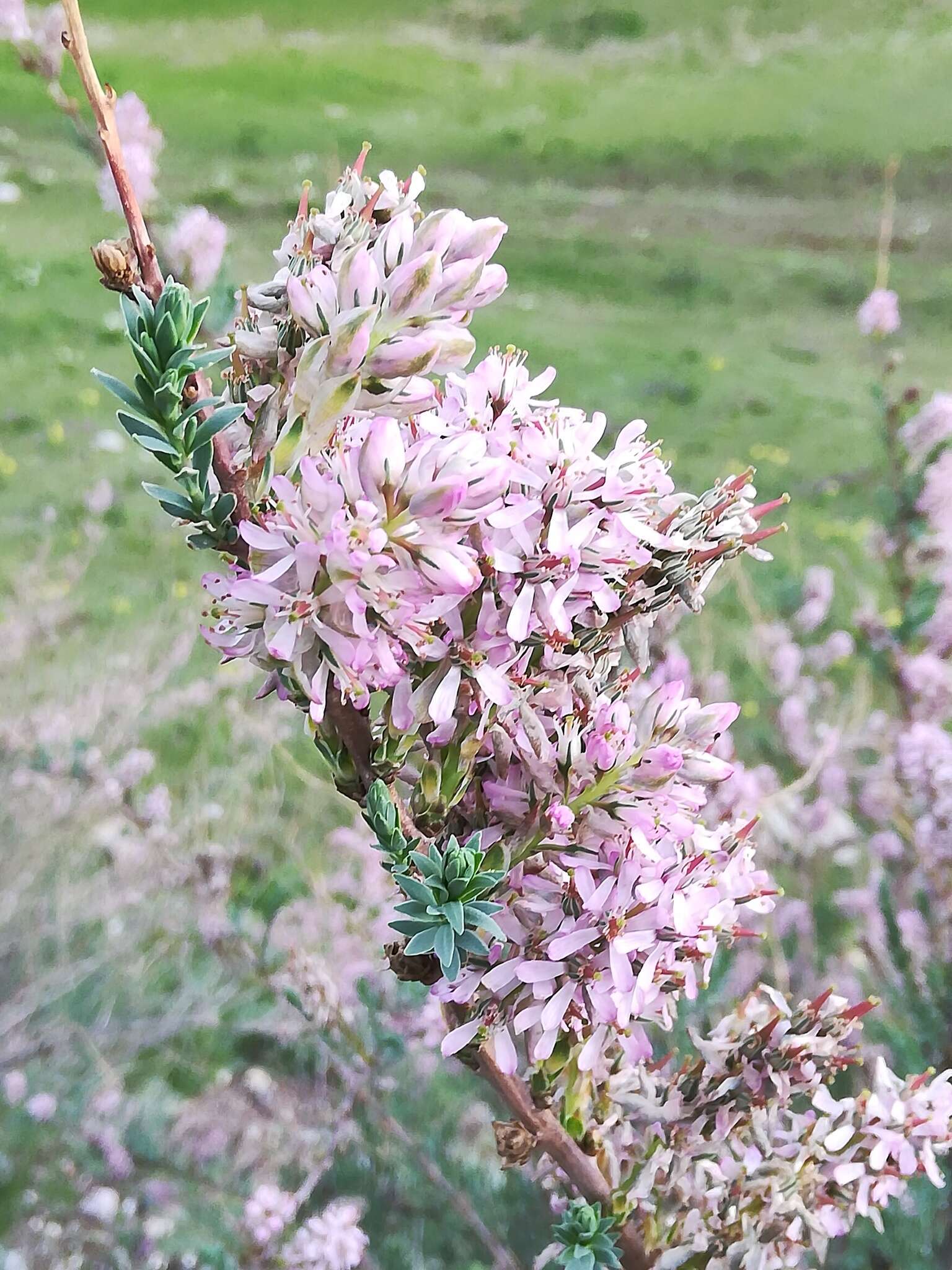 صورة Myricaria longifolia (Willd.) Ehrenb.