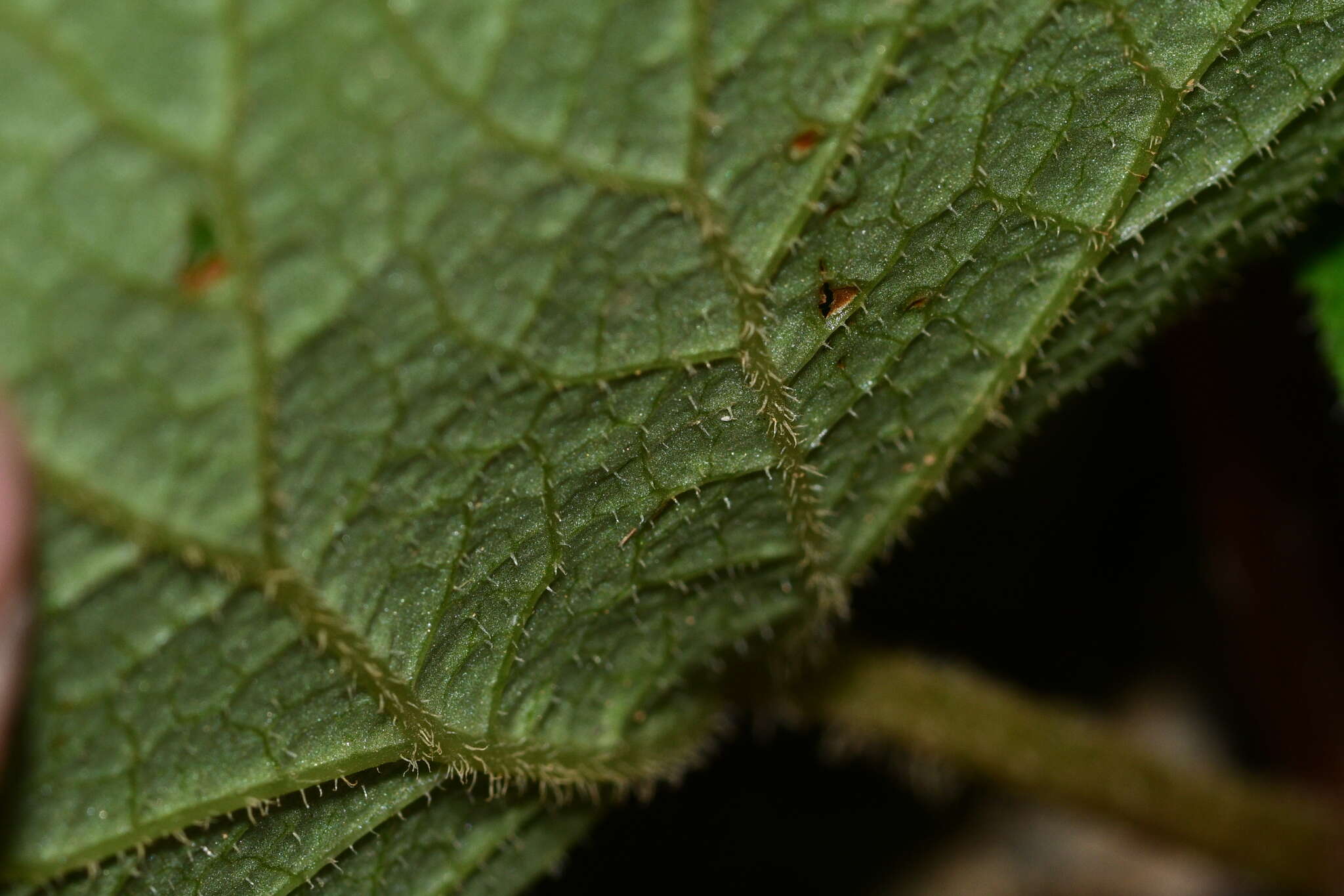 Image of Begonia austrotaiwanensis Y. K. Chen & C. I. Peng