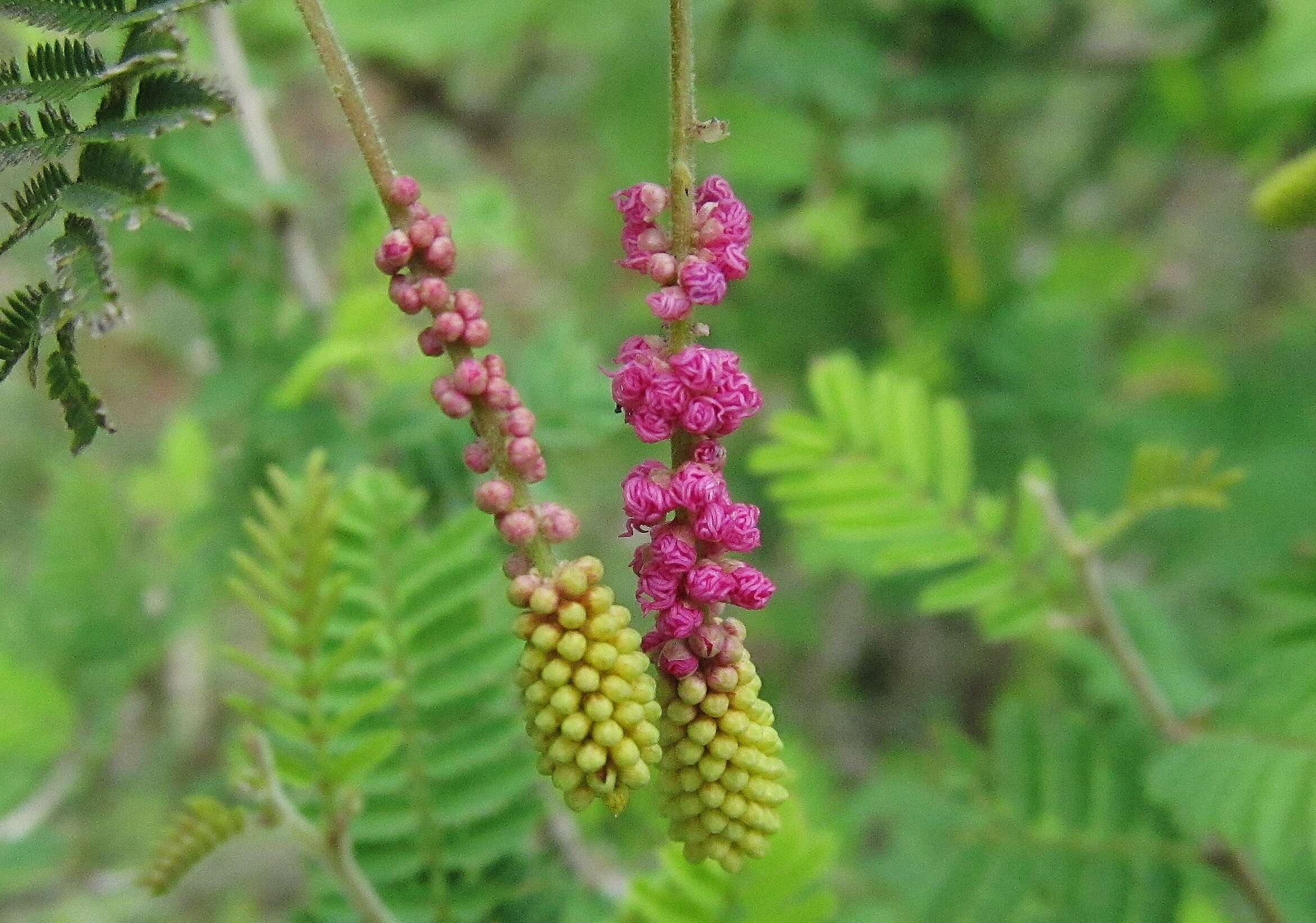 Imagem de Dichrostachys cinerea (L.) Wight & Arn.