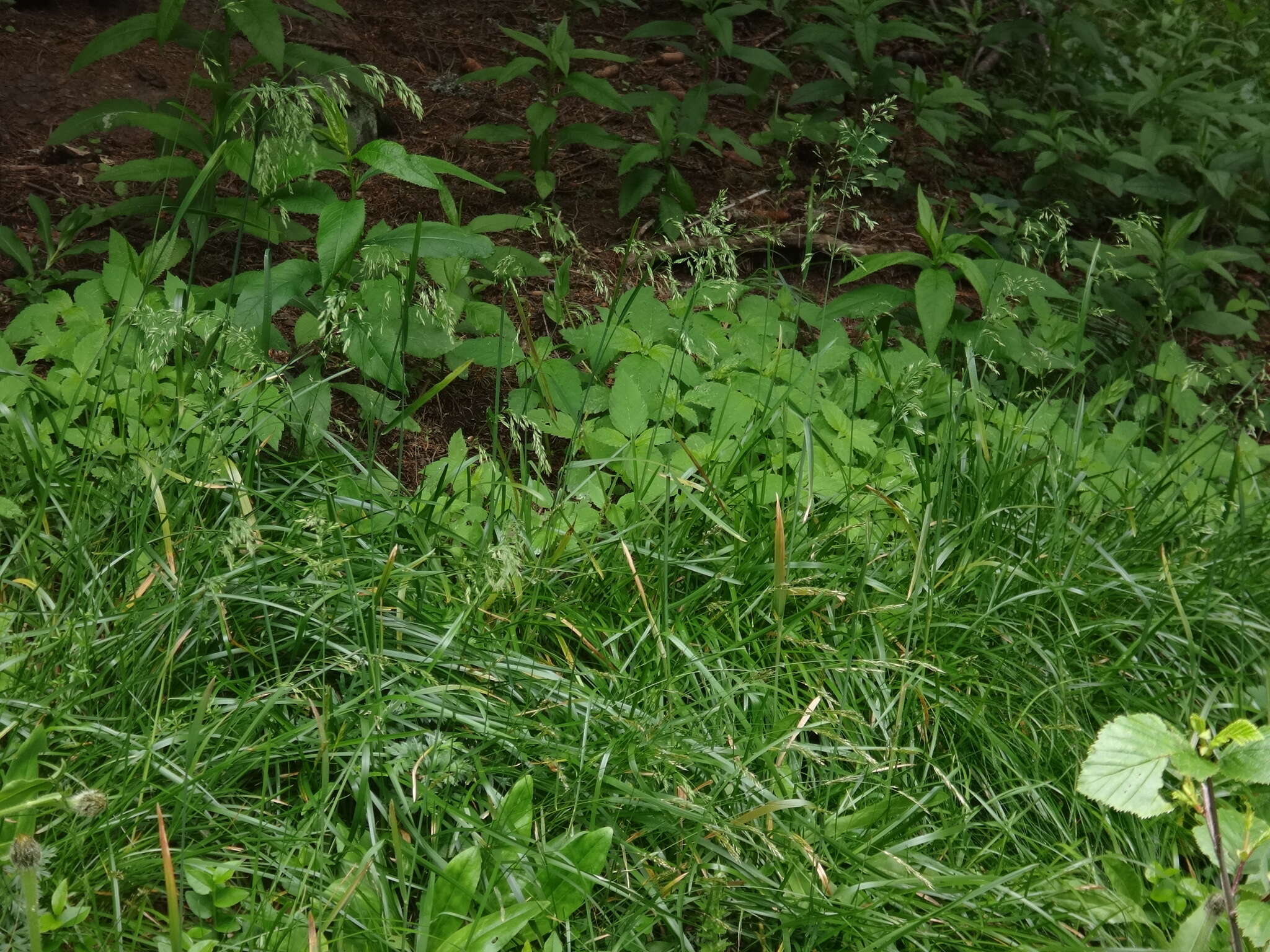 Image of broad-leaved meadow-grass