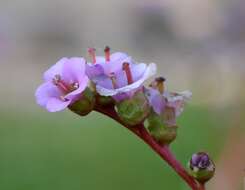 Image of Siberian-tea