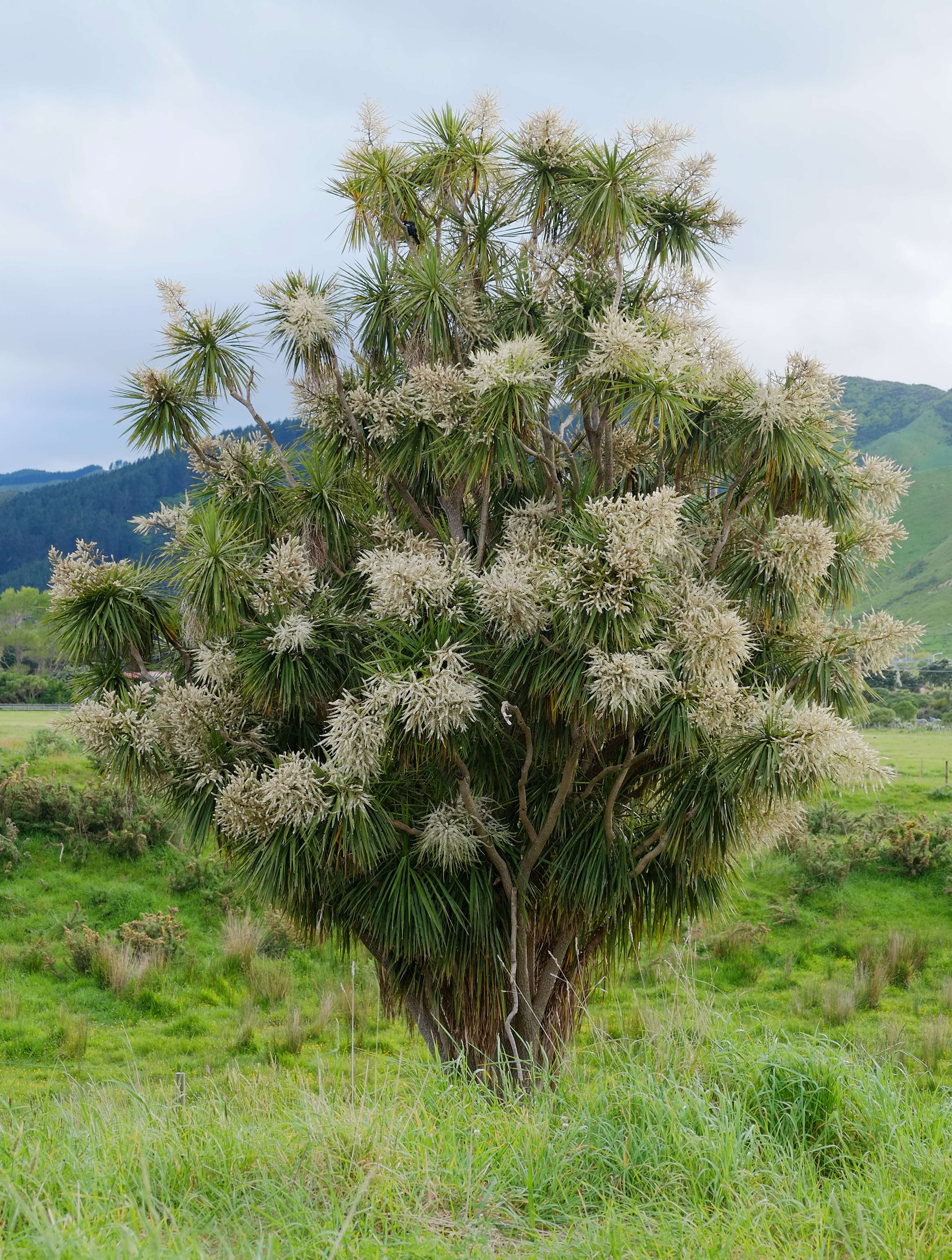 Image of cabbage tree