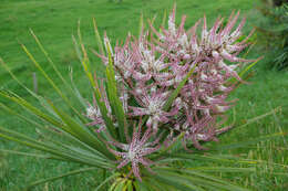 Image of cabbage tree