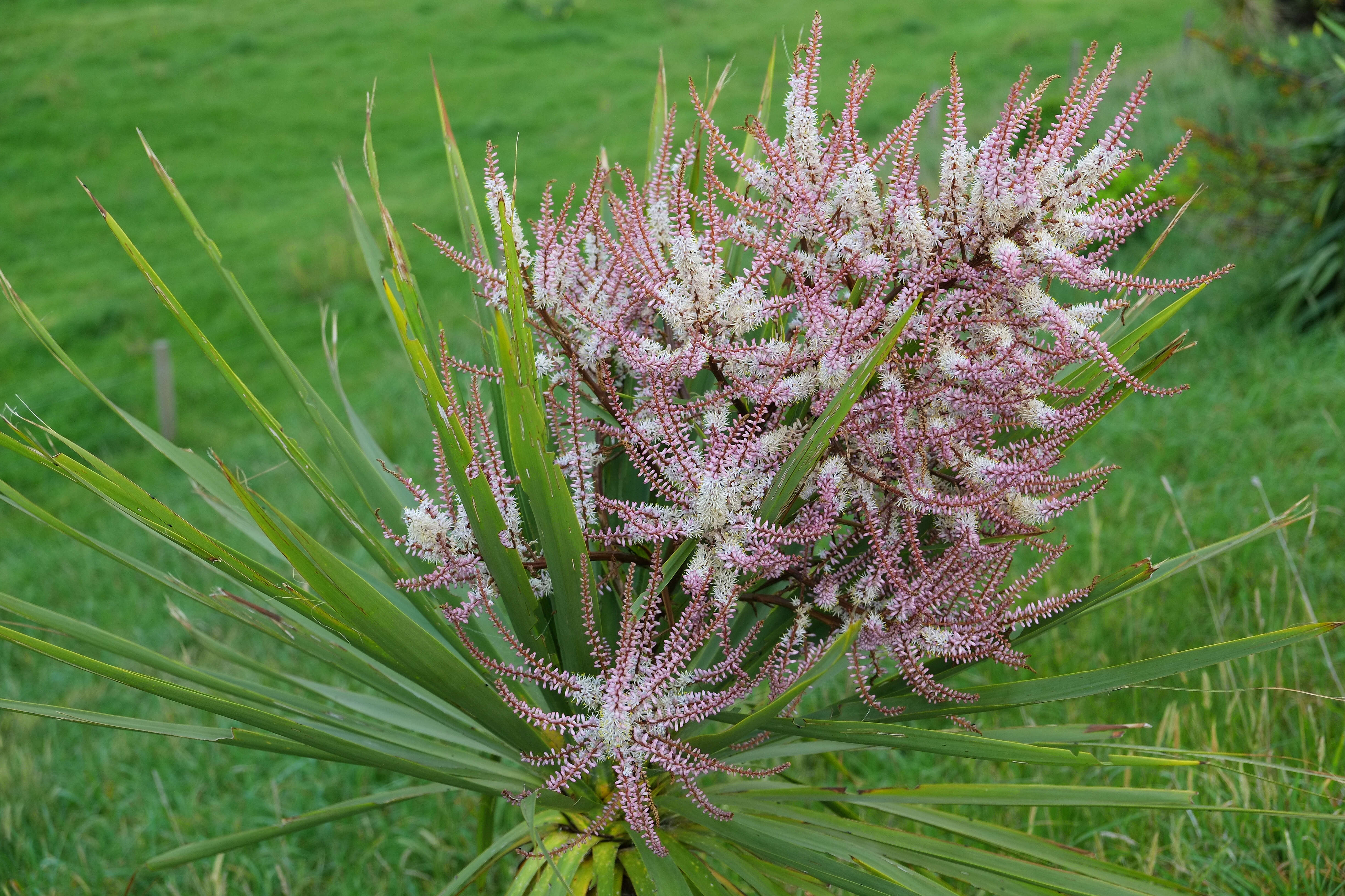 Image of cabbage tree