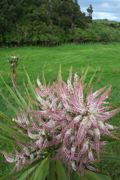 Image of cabbage tree