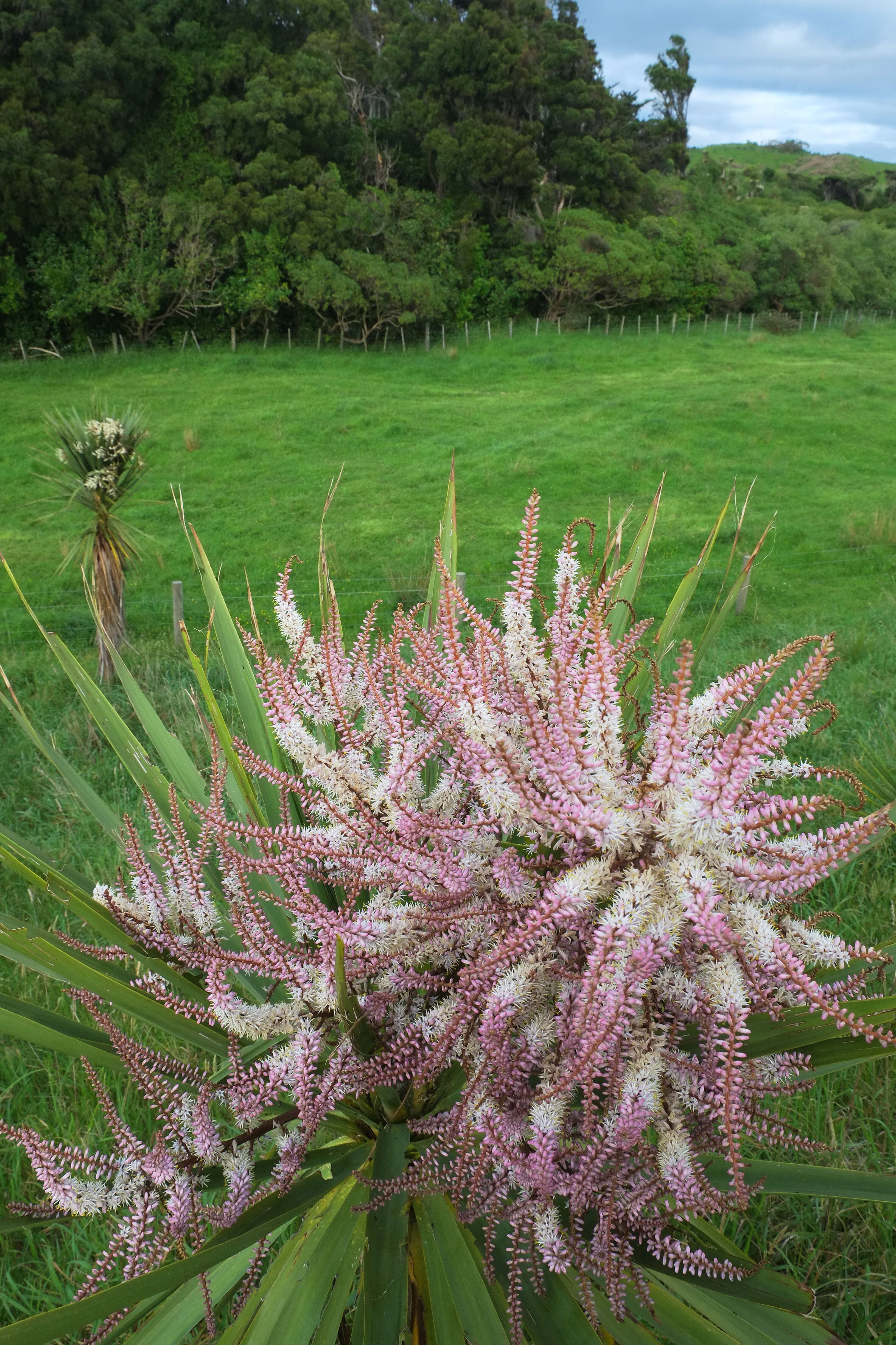 Image of cabbage tree