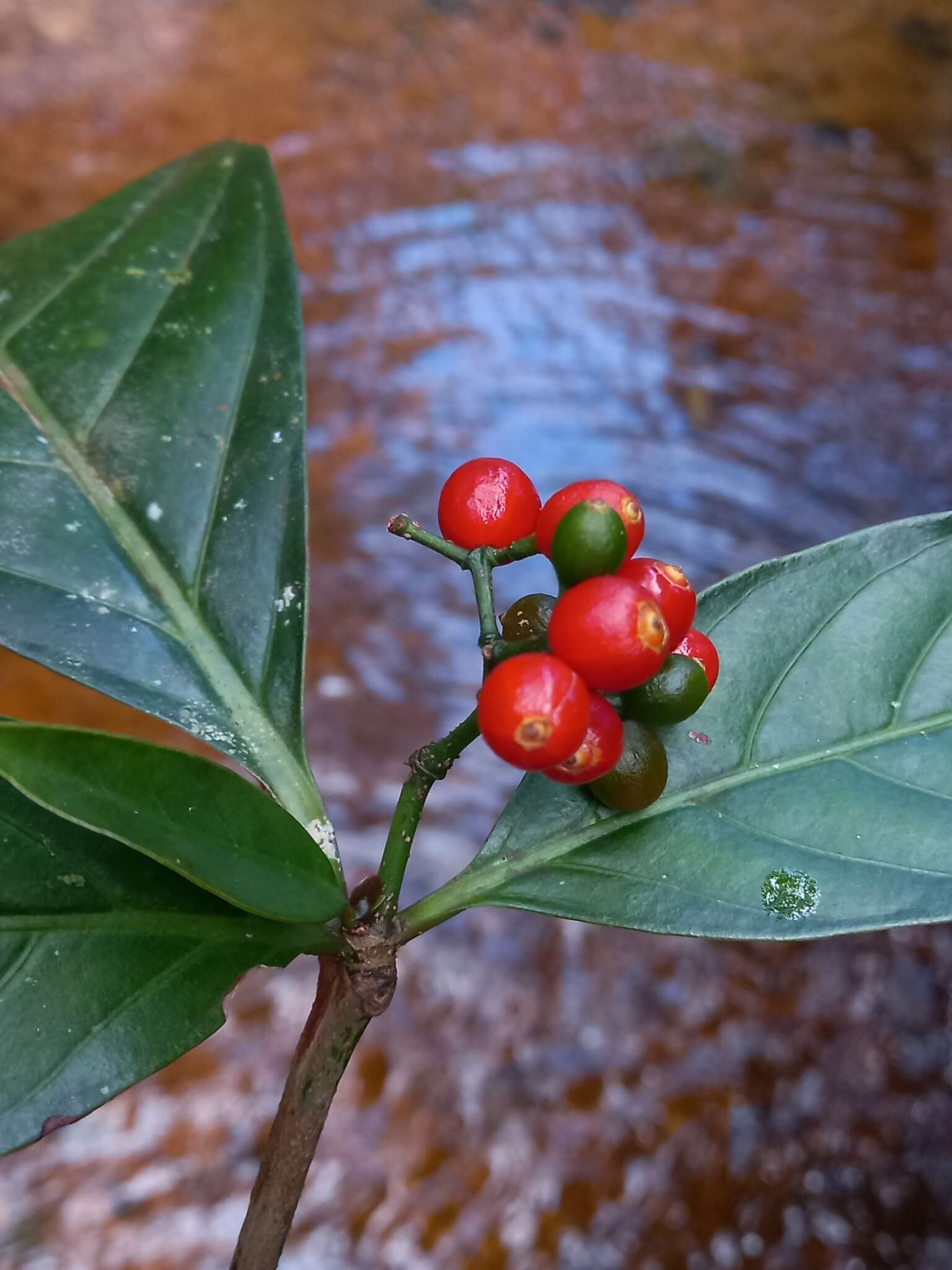 Image of Psychotria cupularis (Müll. Arg.) Standl.