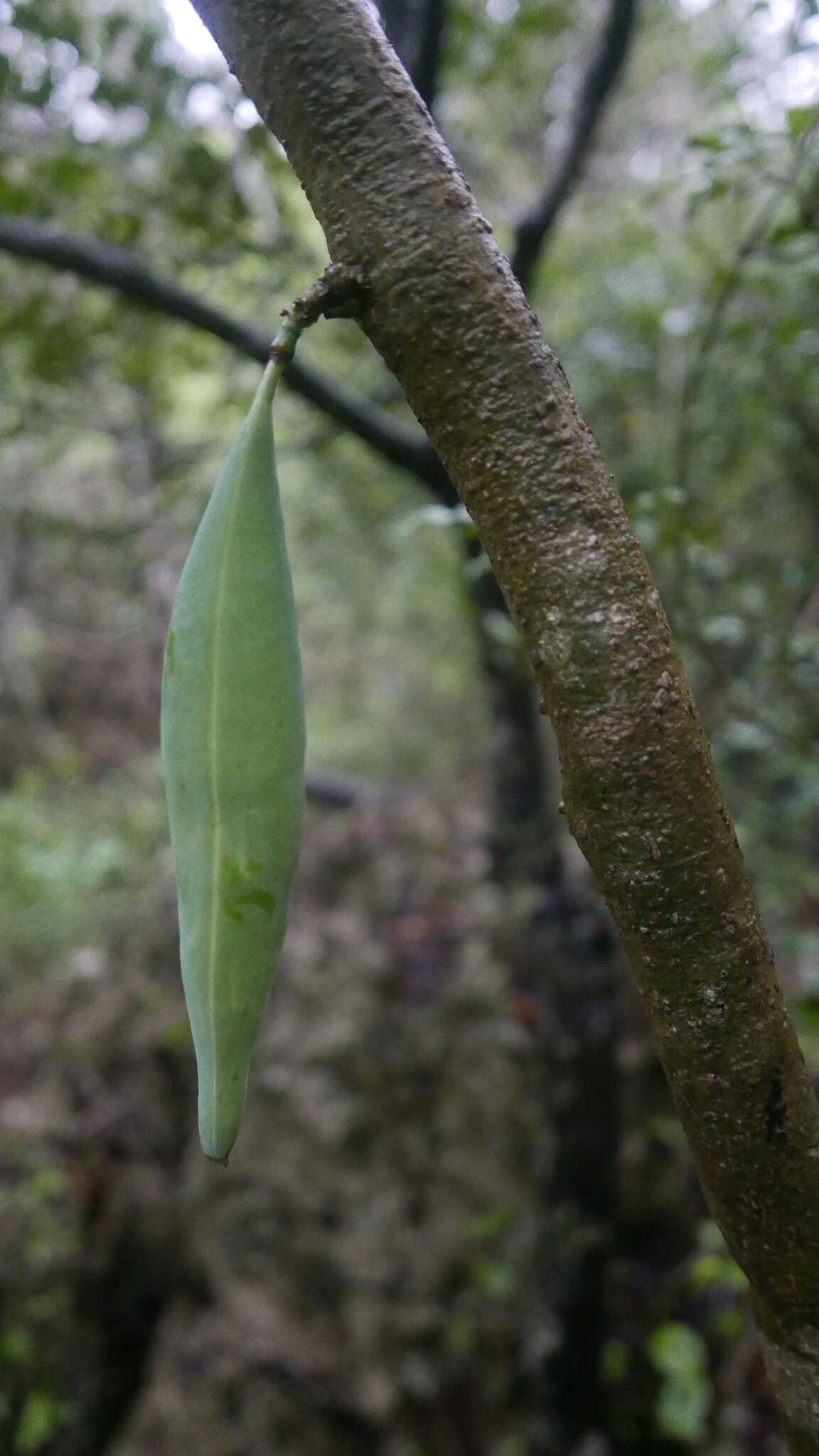 صورة Adenia perrieri Clav.